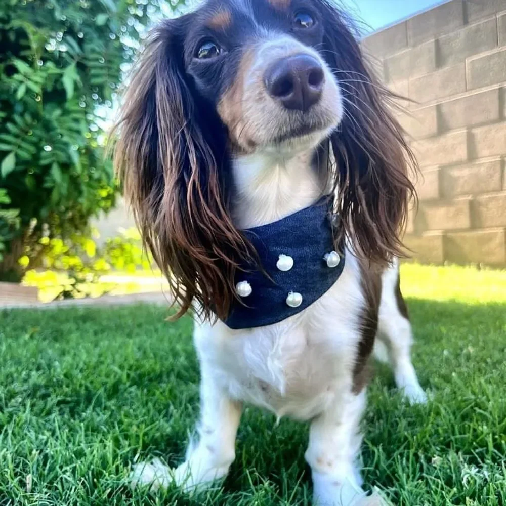The Marilyn Denim & Pearl Dog Bandana Blue and White